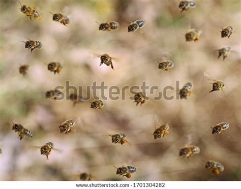 Image result for Bee Flying Front View