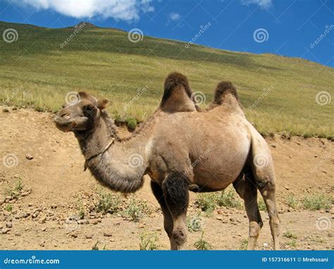 The Bactrian Camel or Two Hump Camel Stock Image - Image of dromedary ...