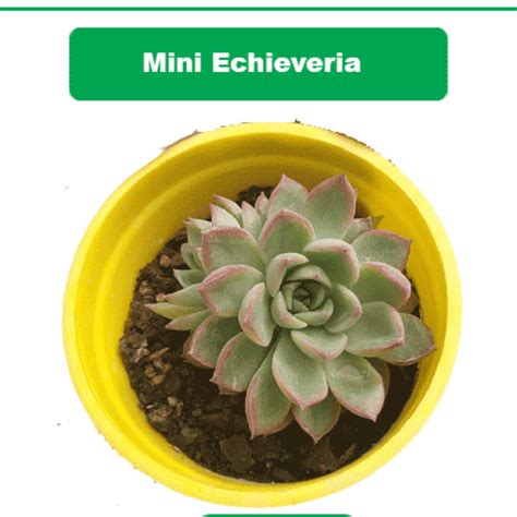 Mini Echeveria Succulents Online In India - Plant Orbit