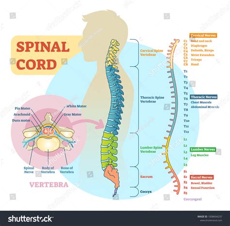 Spinal Cord Schematic Diagram All Sections Stock Vector (Royalty Free) 1008694237 | Shutterstock