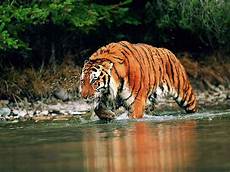 Bengal Tiger Wallpaper by Wallpapers Bengal Tiger Wallpapers Bengal Tiger Wallpaper