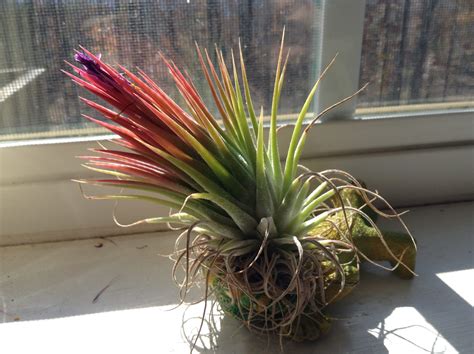 Flowering Air Plants 的图像结果