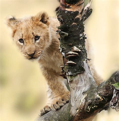 Lion Cubs playing and growing: Heartwarming Wildlife moments