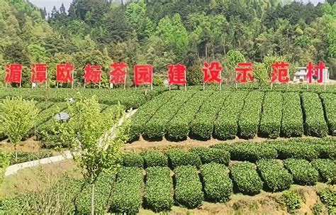 小茶叶带来大变化：湄潭茶园经济富了茶农_中国广播网
