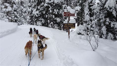 Spotlight On: Dog Sledding in Jackson Hole | Mountain Modern Jackson Hole