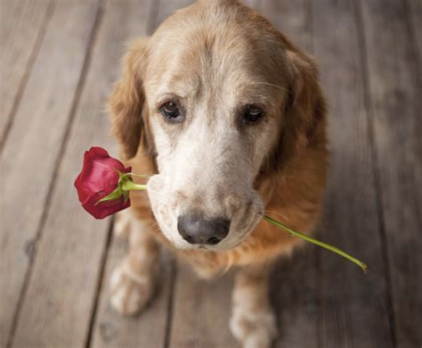 10 Reasons Why You Should Adopt A Dog