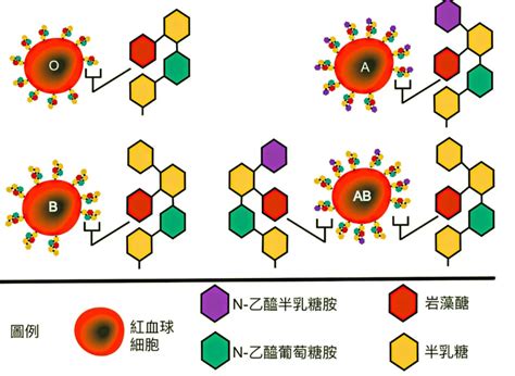 广州筛查到罕见Di(b-)血型 为国内报道第10例