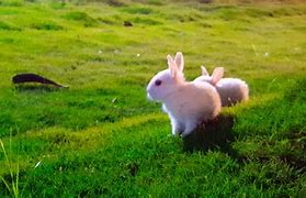 Image result for Rabbit Funnies