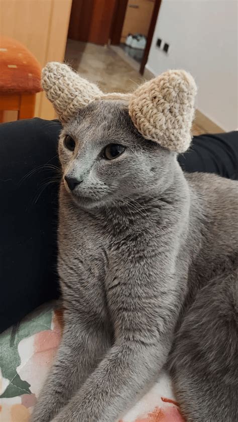 Are Cats Ears Supposed To Be Warm And What To Do When They Feel Cold