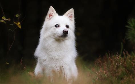 Indian Spitz Puppy