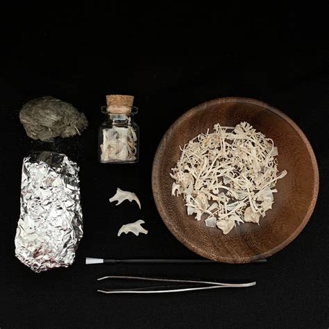 Owl Pellet Dissection Kit – Birdmoss