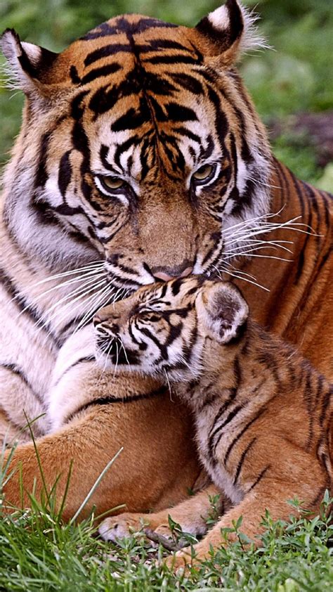 Picture Of A Tiger And Cub at Winnifred Pitts blog
