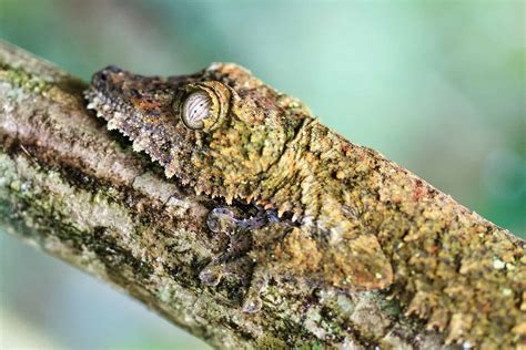 These Animals' Camouflage Capabilities are Mindblowing - A-Z Animals