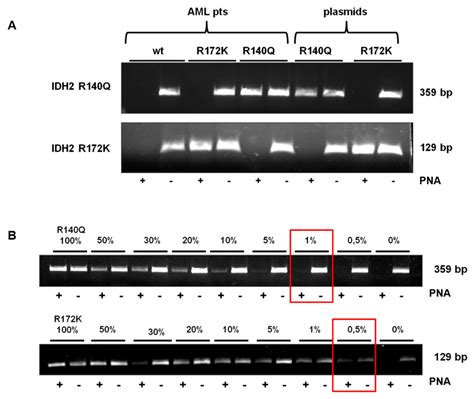 Highly Sensitive Detection of IDH2 Mutations in Acute Myeloid Leukemia