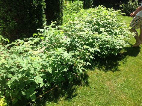Image result for Raspberry Pruning Basics