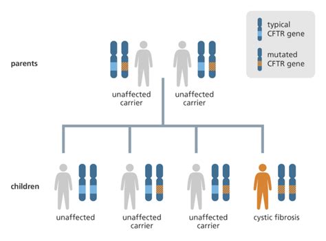 Image result for Recessive Allele Example