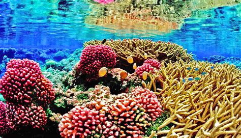 12 Different Types Of Coral - Ethawi.com