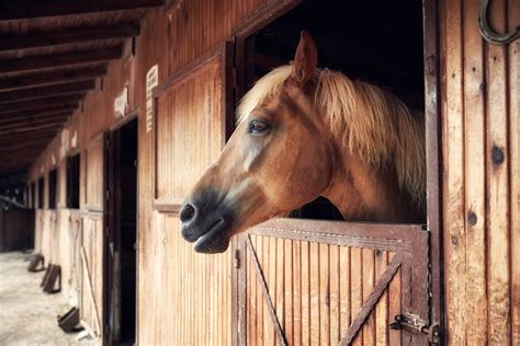 Get The Right Flooring for Your Horse Barn