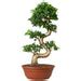 Buy Bonsai Plants & Bonsai Trees Online in India | Abana Homes