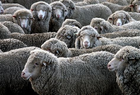 Free Images : herd, sheep, mammal, wool, fauna, vertebrate, sheeps ...