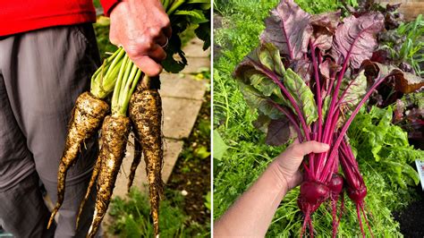 These Are The 7 Vegetables You Should Plant In June To Get A Bumper Harvest