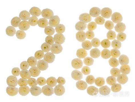 阿拉伯数字 28, 二十八, 从奶油花的 chrysanth照片-正版商用图片10rblu-摄图新视界