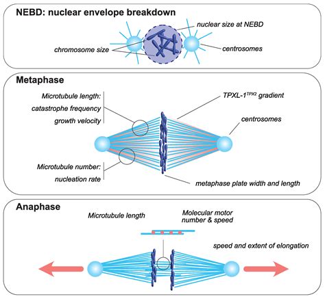 Microtubules In A Cell Diagram