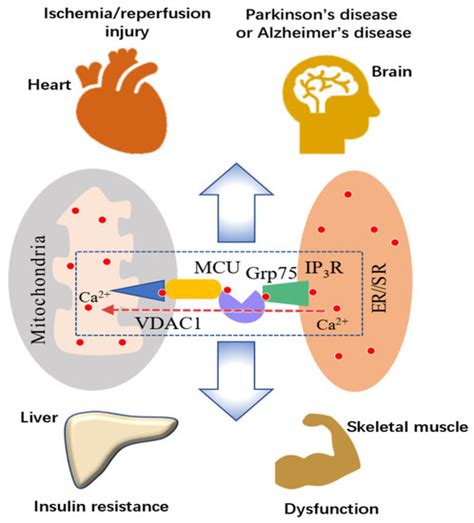 A Review of the Role of Endo/Sarcoplasmic Reticulum-Mitochondria Ca2 ...