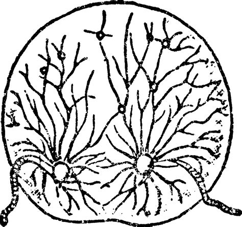 Stage One in the Fission of Noctiluca Scintillans, vintage illustration. 13728342 Vector Art at ...