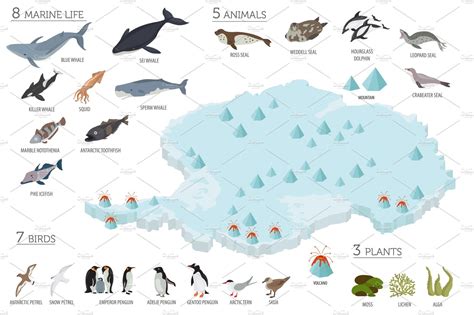 Antarctica isometric flora and fauna | Flora and fauna, Fauna, Flora