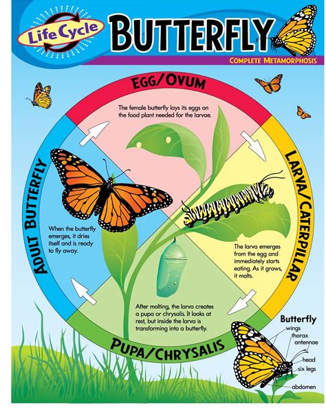 Butterfly Life Cycle Graph at Harrison Leschen blog