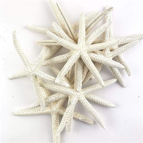Buy Worlds White Starfish Finger Sea Shells for Home Decorations, Party ...