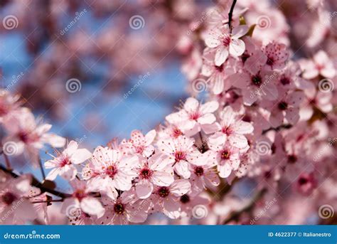 Spring time flowers stock image. Image of blue, earliest - 4622377
