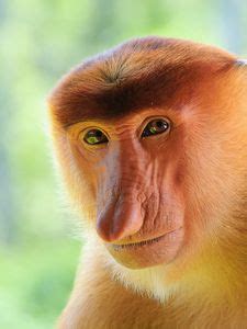 Monkey old mobile, cell phone, smartphone wallpapers hd, desktop ...
