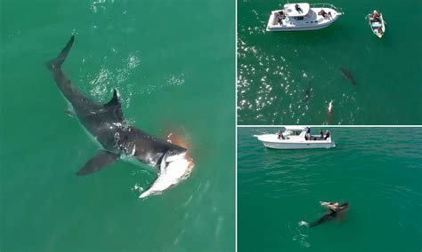 Sharks Eating Dolphins