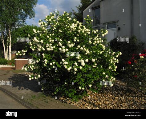 Guelder-rose viburnum (Viburnum opulus 'Roseum', Viburnum opulus Roseum ...