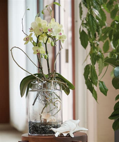 Growing Orchids in Water: an Easy Step-By-Step Guide | Gardening Know How