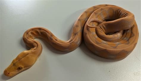 Image result for Albino Cow Reticulated Python