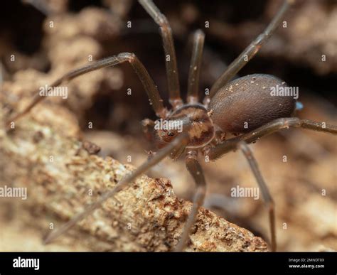 Baby Brown Recluse Spider