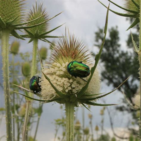 june bug life cycle Archives - Home of Absolute Pest Control