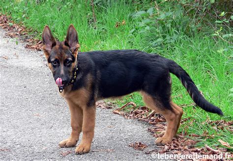 Berger Allemand 的图像结果