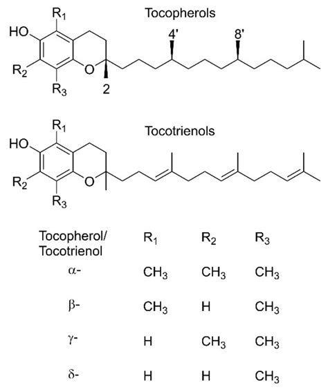 Electrochemical and Spectroscopic Characterization of Oxidized Intermediate Forms of Vitamin E