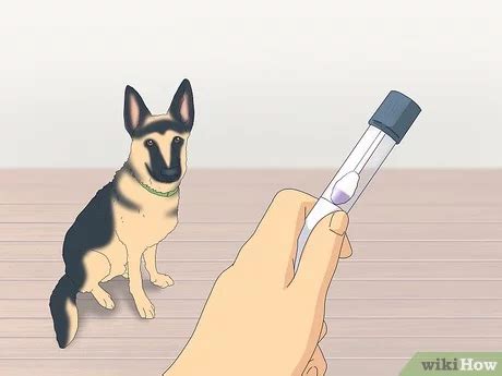 Dogs Mate Like Human 的图像结果