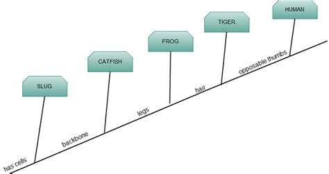 Image result for Sample Cladogram