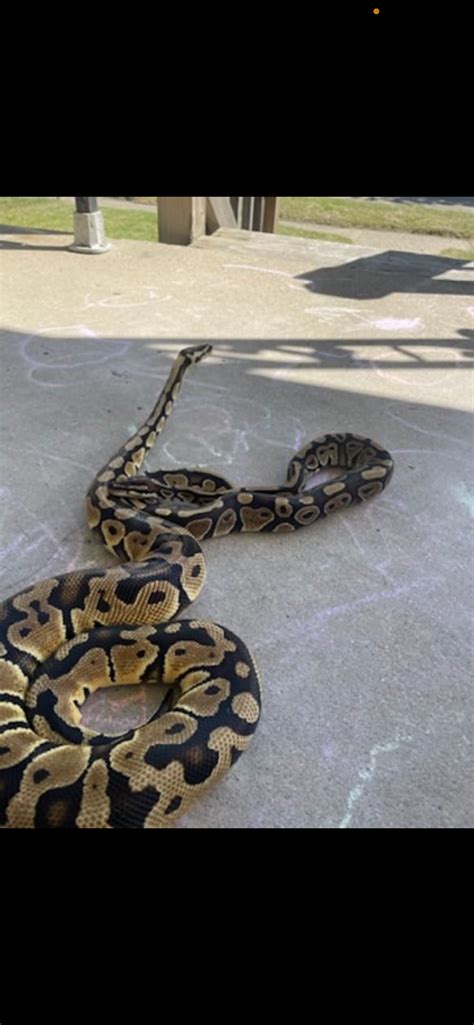 Image result for Pastel Zebra Ball Python