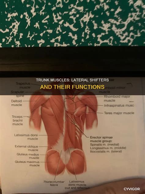 Trunk Muscles: Lateral Shifters And Their Functions | CyVigor