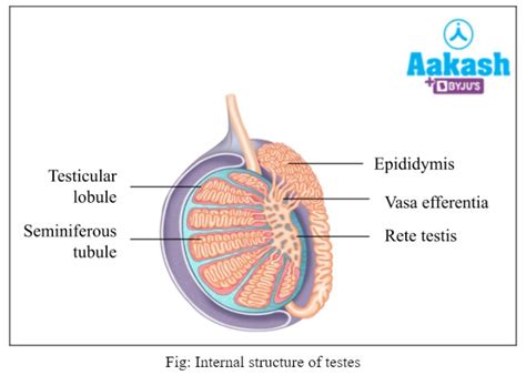 Image result for Testes Structure Class 12