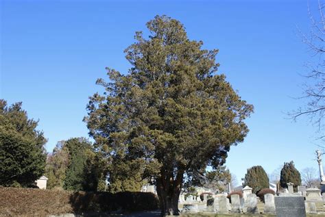 May Free Tree Walk: Island Cemetery, Island Cemetery, Newport, 8 May ...