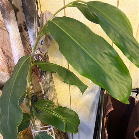 🦋 Choosing Fertilizer For My Butterfly Ginger Lily