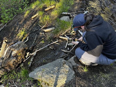 Sequoia's Slender Salamanders a Precious Sight | U.S. Fish & Wildlife ...